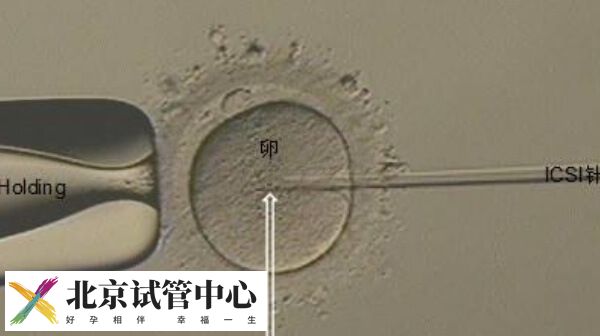 为什么试管取卵多配成的少(图1)