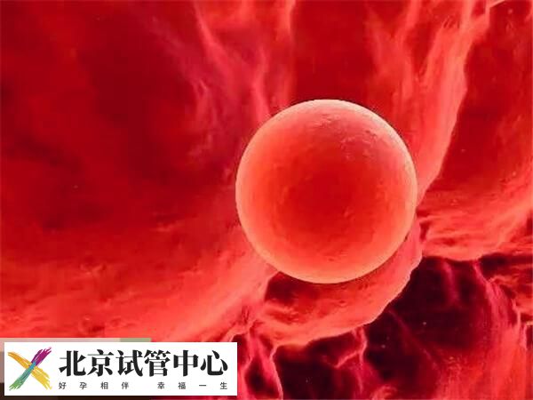 单囊胚移植的优劣势分析，降低多胎妊娠风险是优点之一(图2)