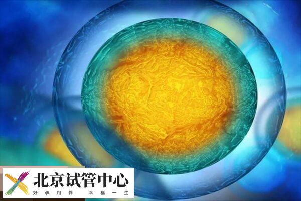 鲜胚囊胚冻胚的含义介绍，移植哪个成功率高赶紧来看(图2)