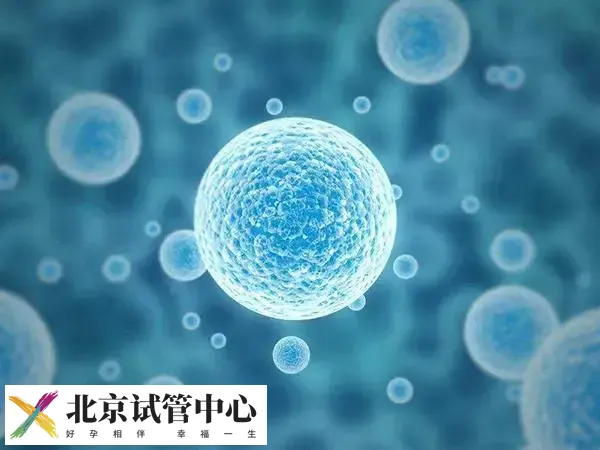 移植冻胚为什么提前一天解冻(图1)
